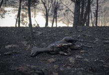 Ágora Sol Radio Incendios Forestales en La Contratertulia